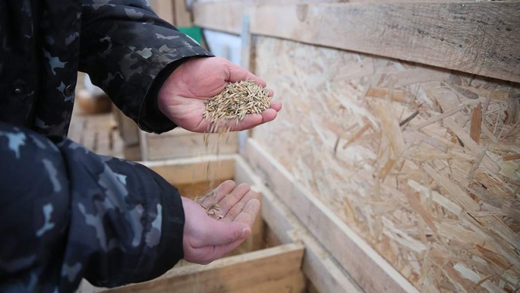 Зерно в руках