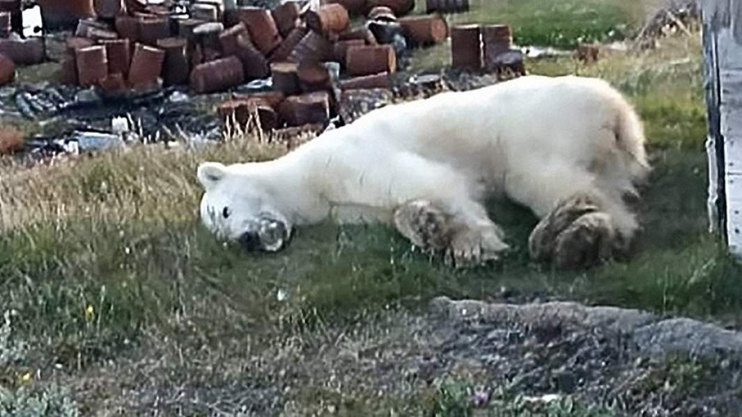 Медведица Монеточка Диксон