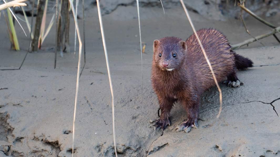 норка в диких условиях