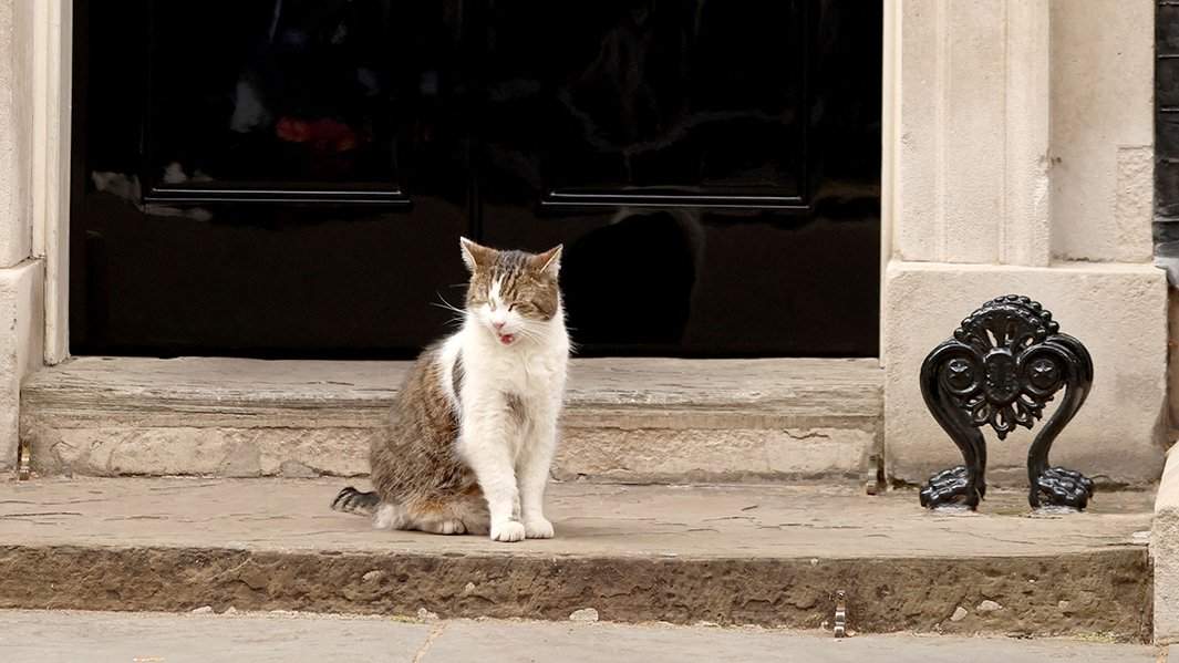 Кот Ларри сидит возле Даунинг-стрит, 10, в Лондоне