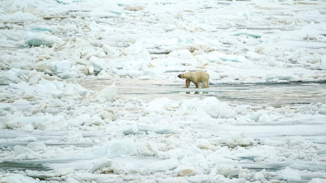 белый медведь