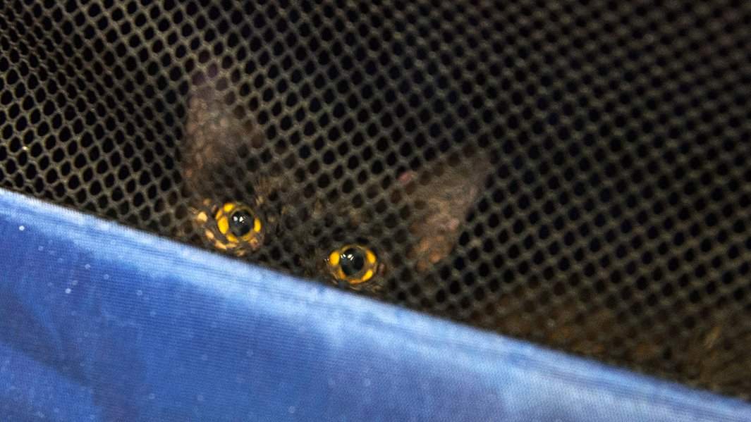 кот в переноске