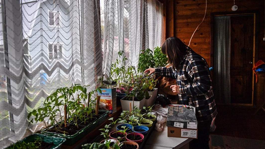 Женщина поливает рассаду в доме на дачном участке