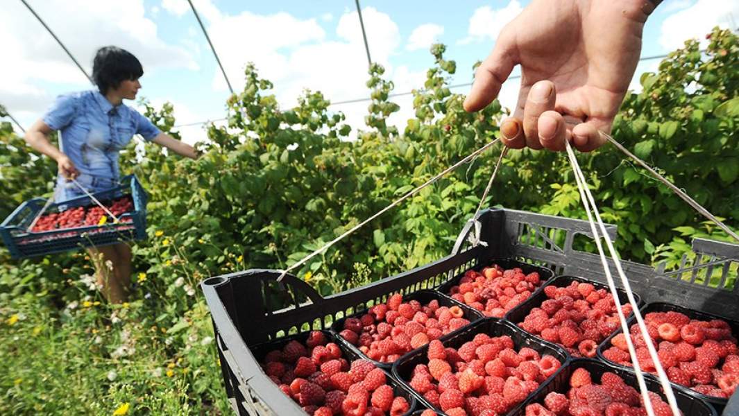 Сотрудники во время сбора урожая малины