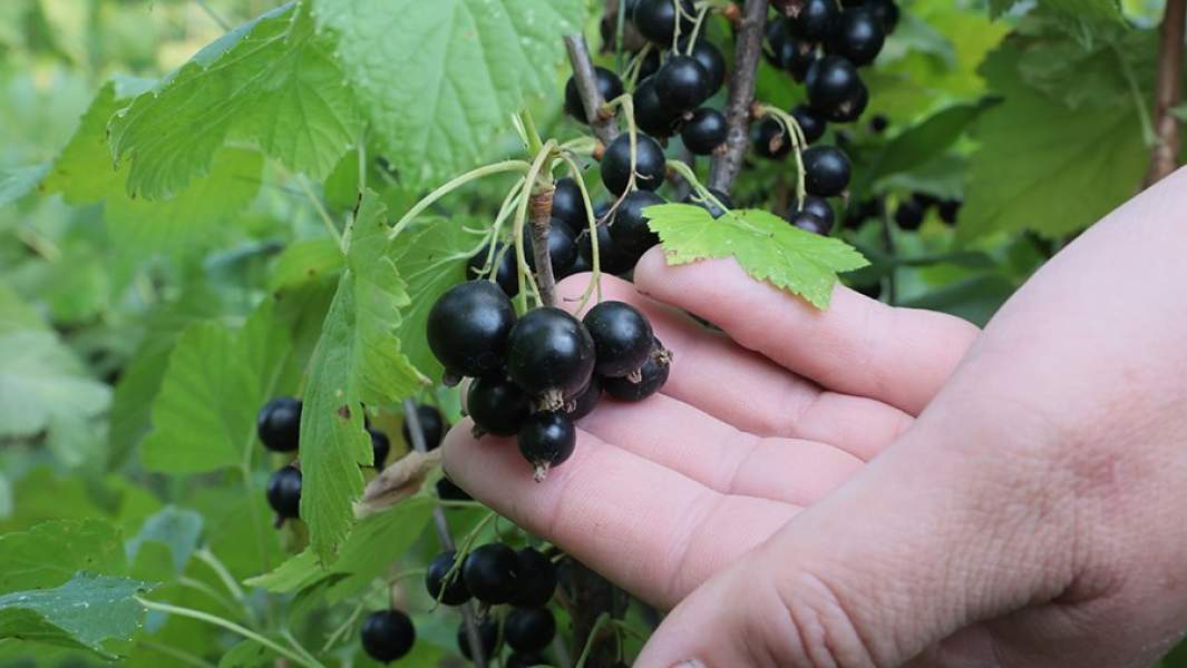 Сбор урожая черной смородины