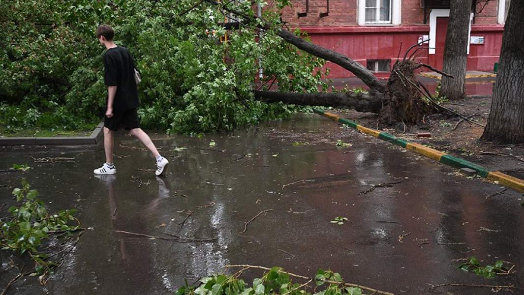 Вырванное с корнем дерево во дворе Москвы