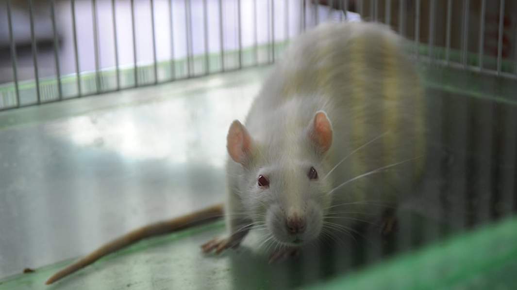 Лабораторная крыса