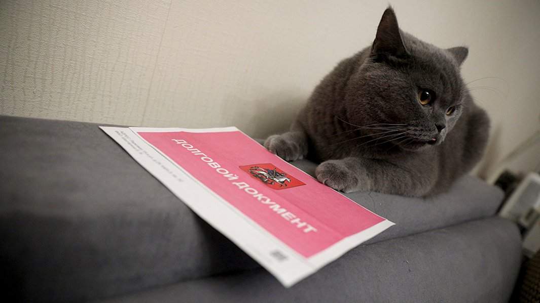 квитанция долг