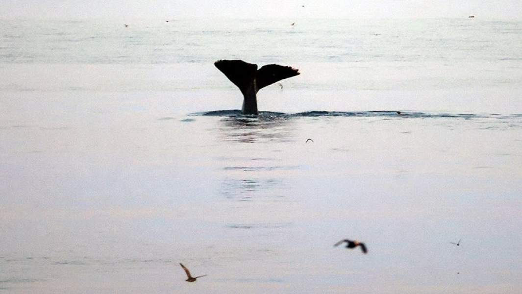 кит 