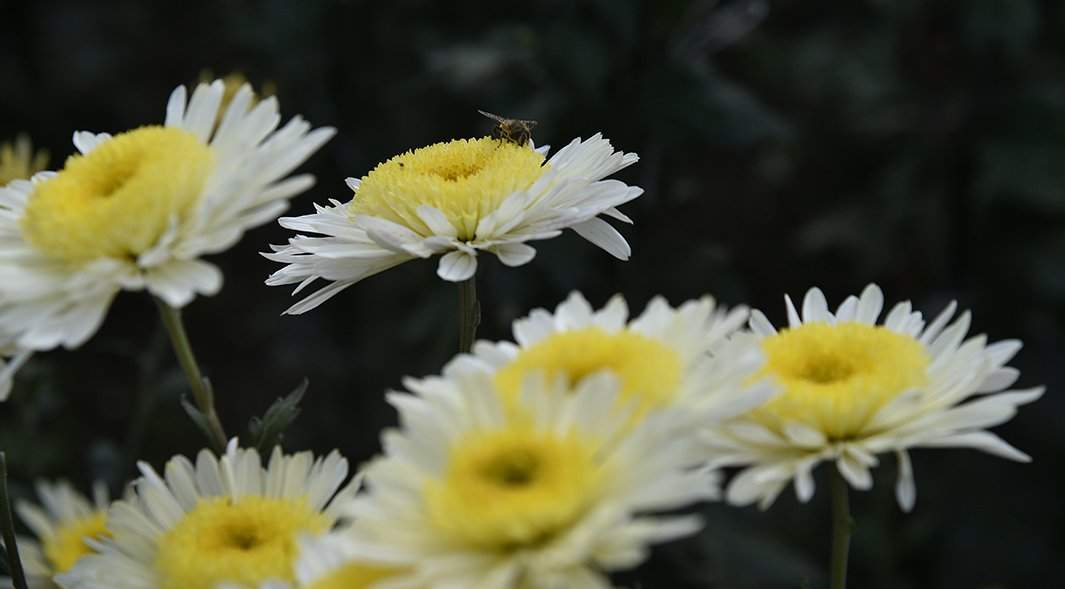 Хризантемы в саду