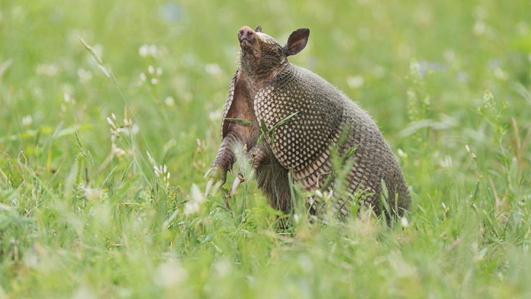 Броненосец