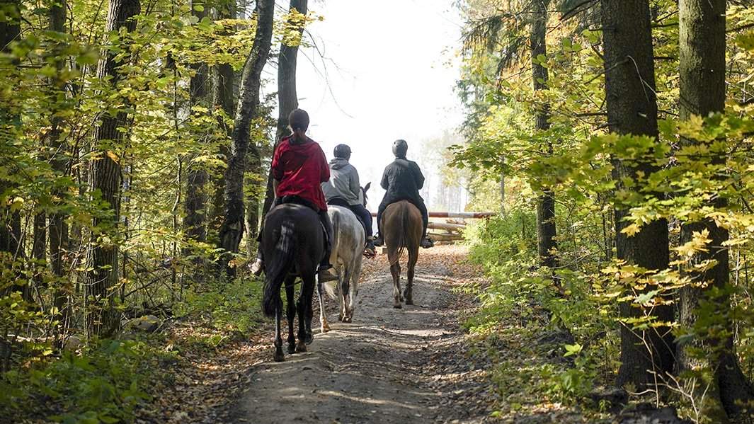 прогулка парк лошади