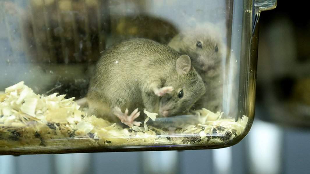 лаборатория грызуны