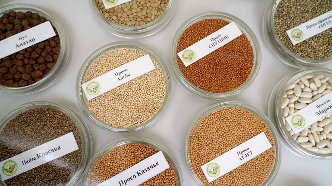 семена зерновые