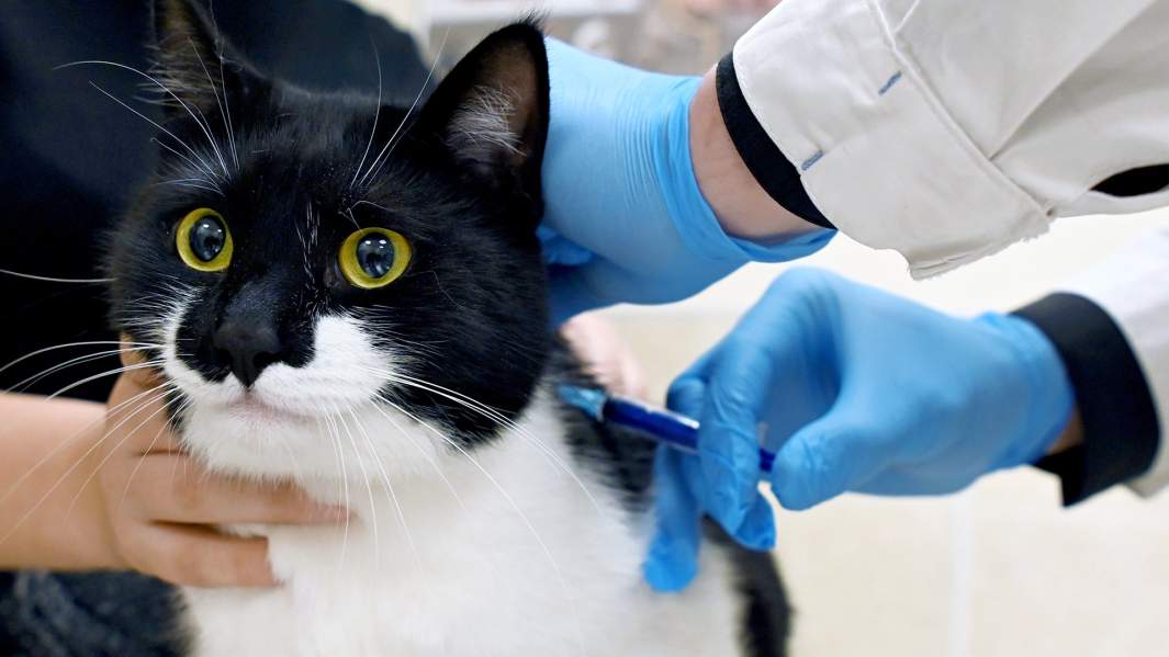 укол вакцина кошка