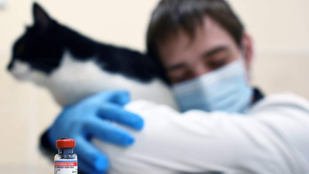 вакцина кошка