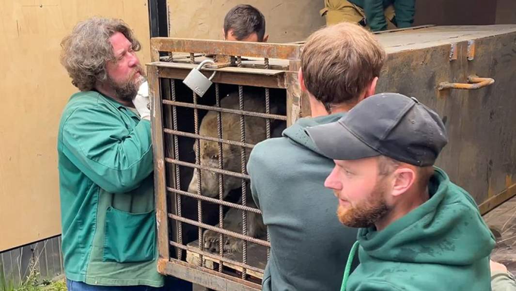 Транспортировка раненой медведицы, найденная на острове Диксон, в Московский зоопарк