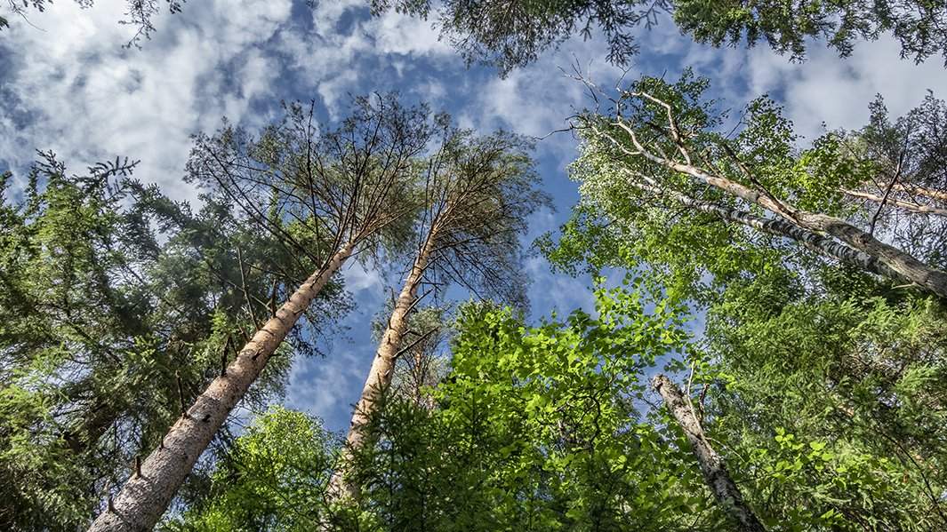 лес деревья