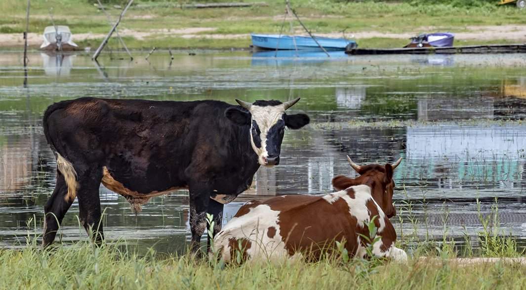 пастбище, бык и корова пасутся у реки