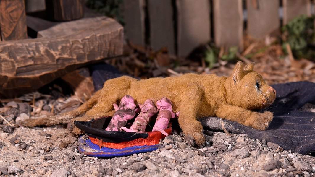 Кадр из фильма «Безымянная кошка»