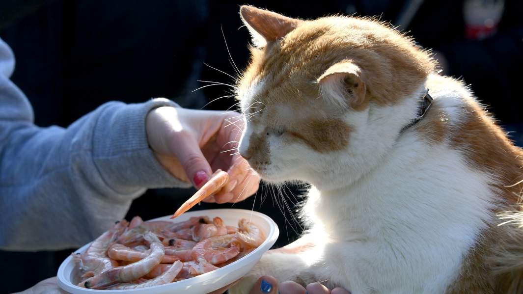 Кот Мостик на строительной площадке железнодорожной части Крымского моста
