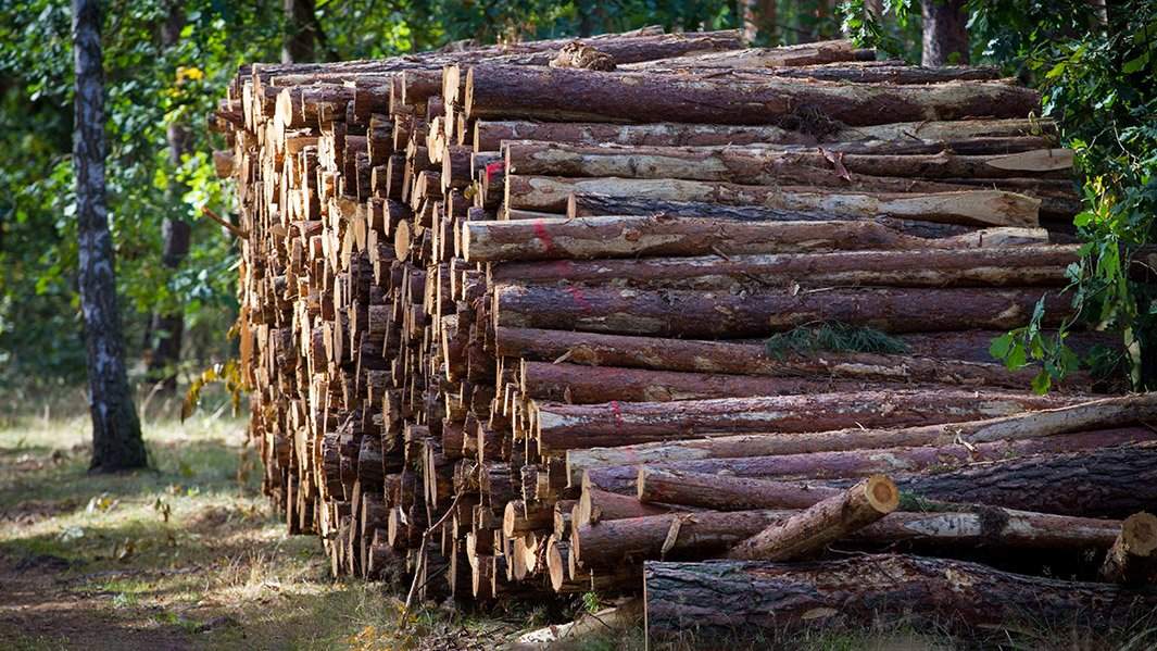 Лесозаготовки дрова Польша