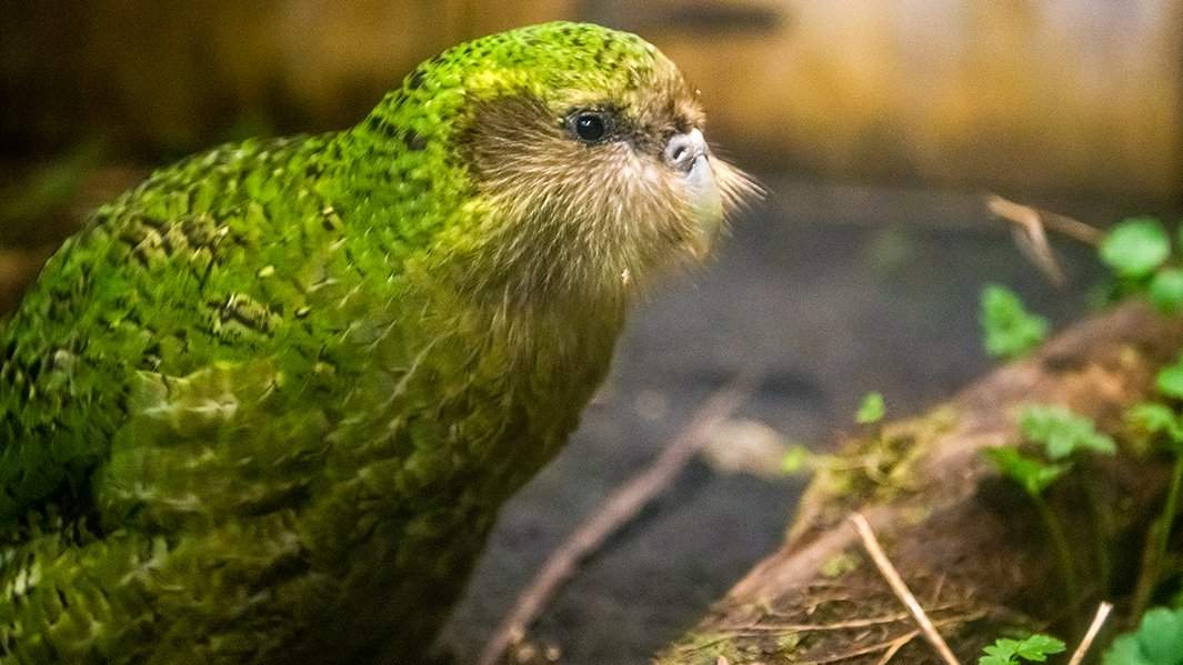 нелетающего попугая какапо