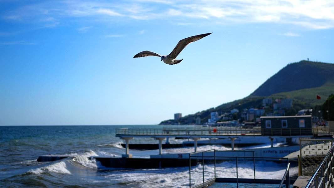 Чаечка в Крыму летит красивая
