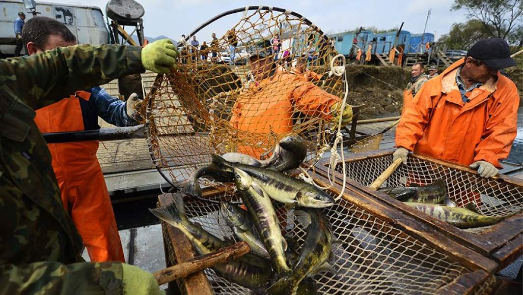 Лов начался. Рыбная промышленность дальнего Востока. Рыболовство на Дальнем востоке. Рыбный промысел на Дальнем востоке. Дальний Восток морепродукты промысел.