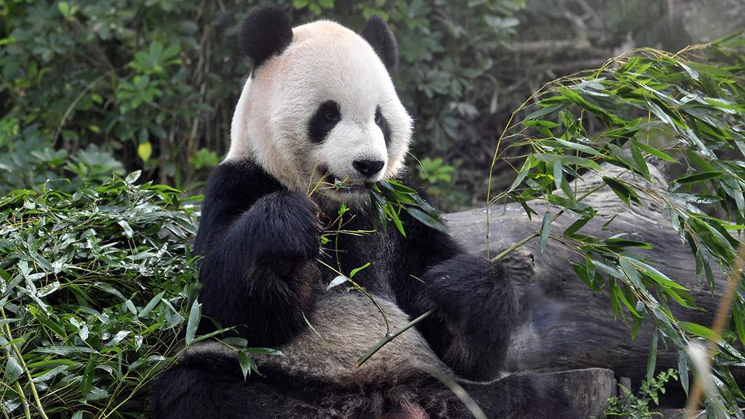 Панда Туань Туань 