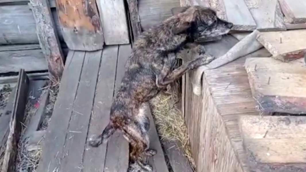 Истощенная собака