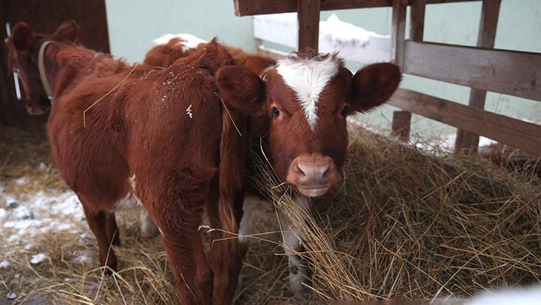 Корова на ферме