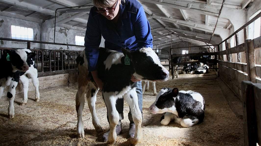 ветеринар теленок