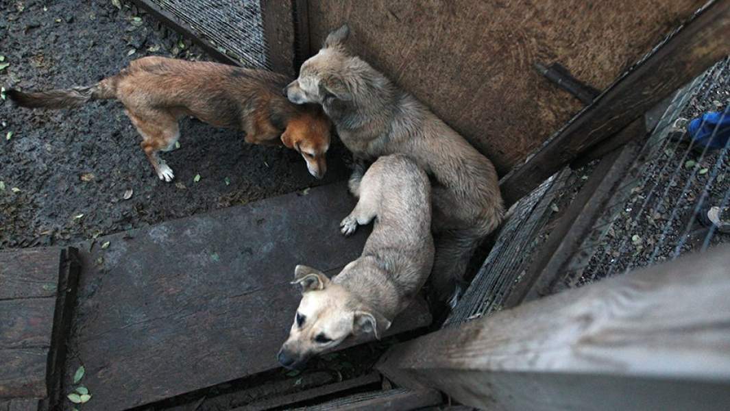 Собаки в одном из вольеров приюта для животных