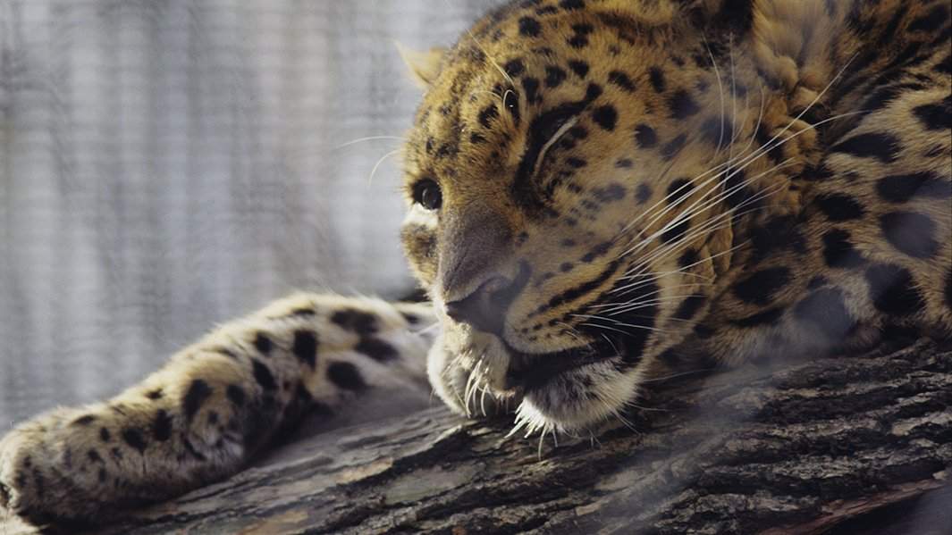 Амурский леопард