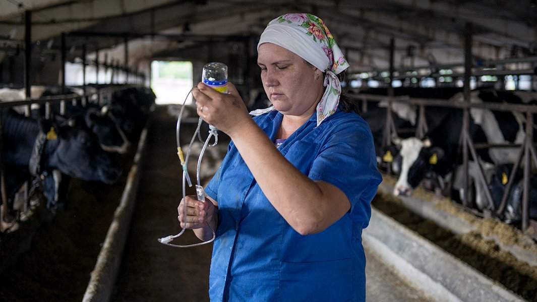 корова вакцина