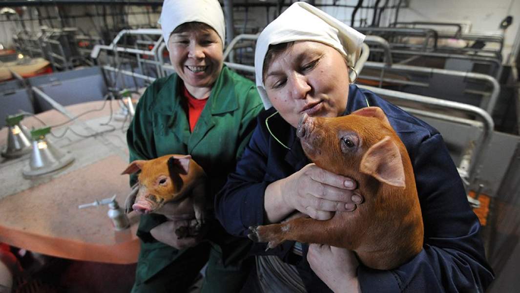 Сотрудники свиноводческого комплекса с молодняком