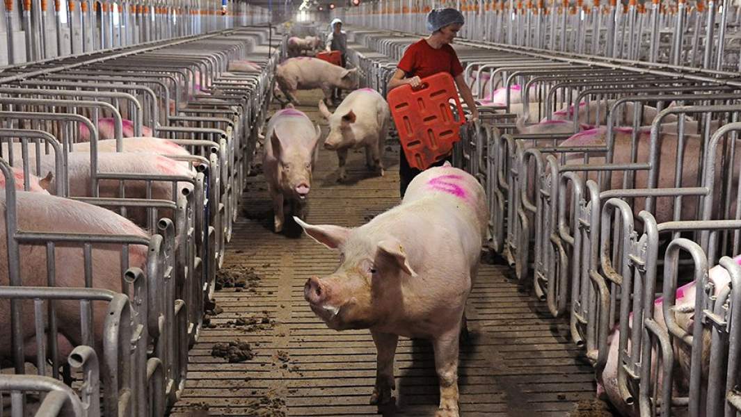 Свиноводческий комплекс