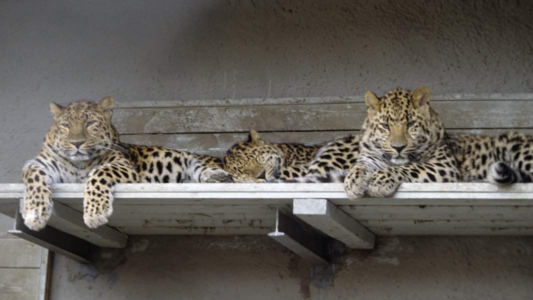 Amurský leopard
