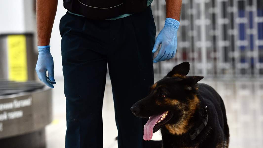 Таможенник с собакой