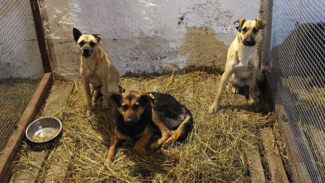Бездомные собаки, пойманные сотрудниками службы по отлову бродячих животных