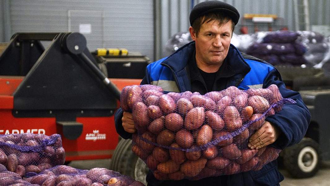 Линия сортировки и фасовки картофеля