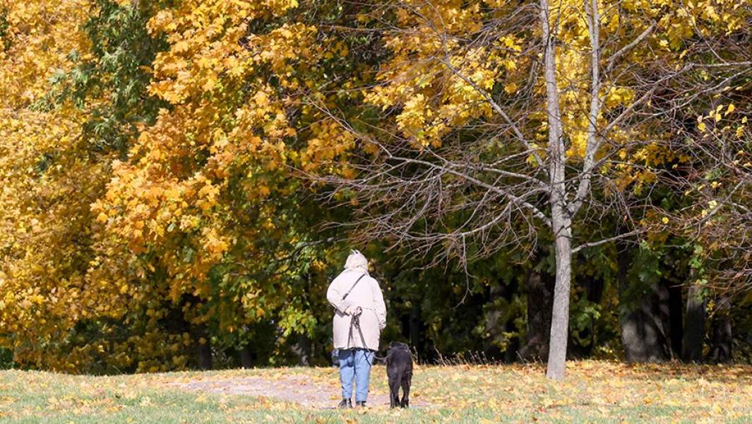 парк деревья