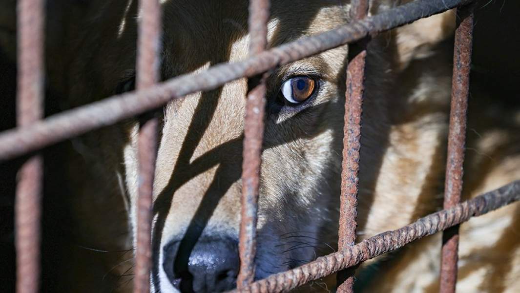 Собака в вольере на территории приюта для бездомных животных
