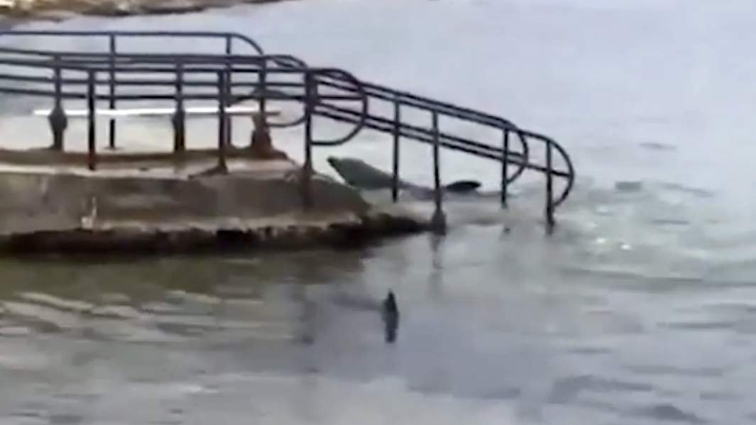 Выброшенные на берег дельфины