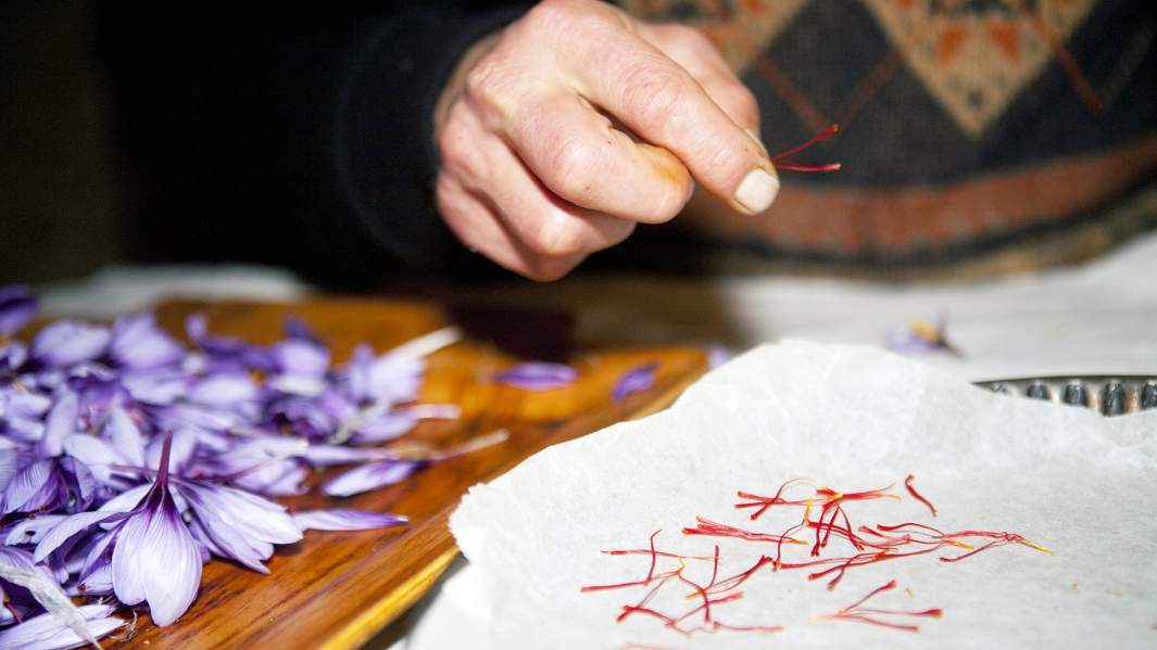 обработка шафрана