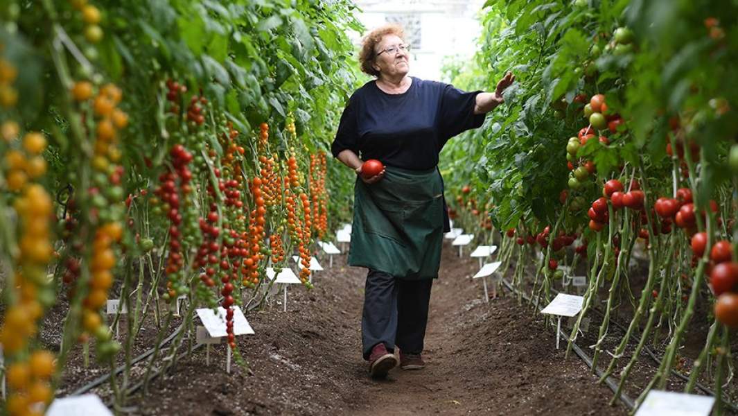 Сотрудник ведет селекционные работы в теплице агрохолдинга