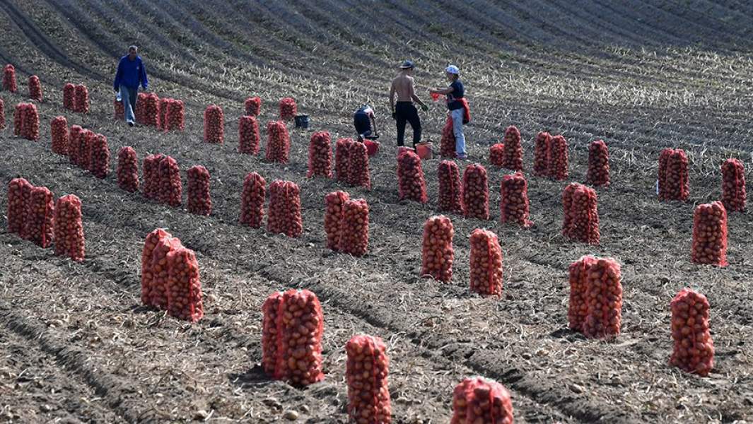 Сбор урожая картофеля