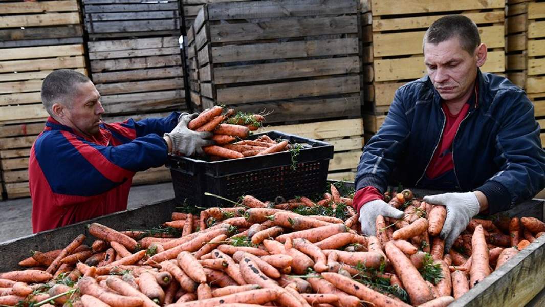 Рабочие укладывают в ящики морковь