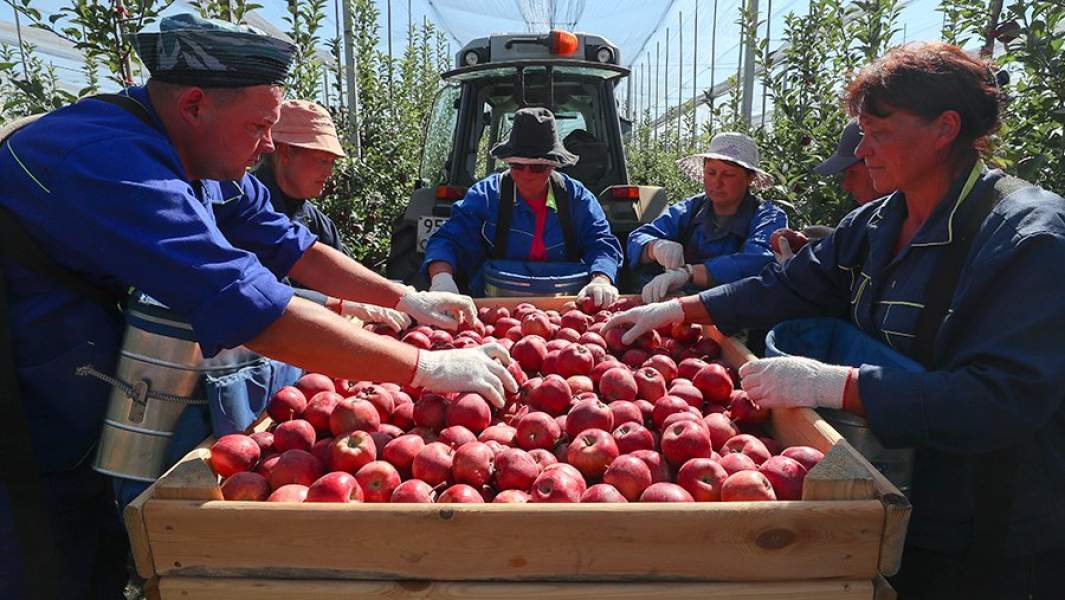 Сбор яблок в садах